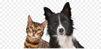 Dog–cat relationship Dog–cat relationship Kitten Pet - Black Dog and cat clip buckle Free 