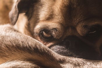 Dog Closeup Dog Closeup