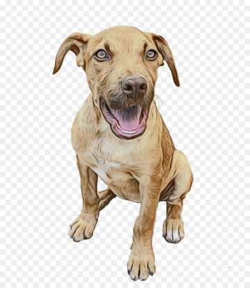 dog dog breed american pit bull terrier snout sporting group dog dog breed american pit bull terrier snout sporting group