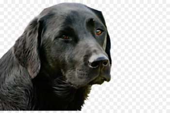 dog dog breed labrador retriever retriever sporting group dog dog breed labrador retriever retriever sporting group