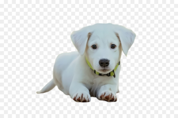 dog dog breed puppy white labrador retriever dog dog breed puppy white labrador retriever