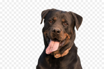 dog dog breed rottweiler labrador retriever sporting group dog dog breed rottweiler labrador retriever sporting group
