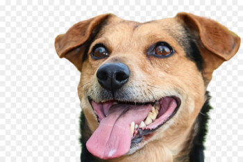 dog dog breed snout mountain cur companion dog dog dog breed snout mountain cur companion dog