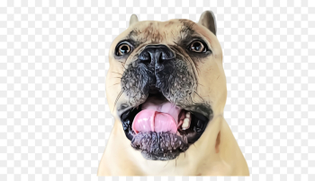 dog dog breed snout nose tongue dog dog breed snout nose tongue