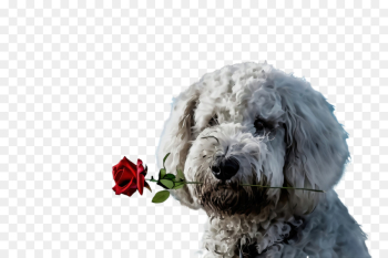 dog dog breed terrier old english sheepdog rare breed (dog) dog dog breed terrier old english sheepdog rare breed (dog)