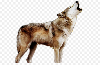 dog dog breed wolfdog coyote saarloos wolfdog dog dog breed wolfdog coyote saarloos wolfdog