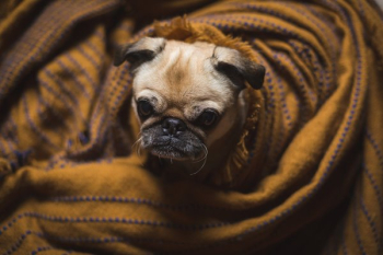 Dog Face Peeks Out Of Blankets Dog Face Peeks Out Of Blankets