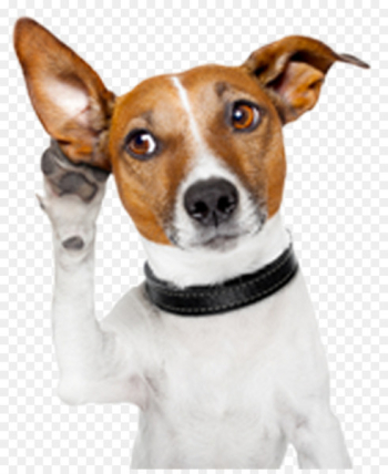 Dog Facts Puppy Cat Police dog - attention Dog Facts Puppy Cat Police dog - attention