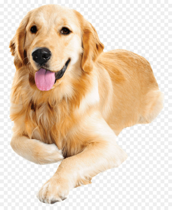 Dog Food Cat Food Pet food - golden retriever Dog Food Cat Food Pet food - golden retriever
