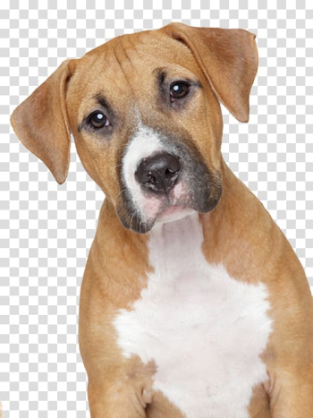 Dog Food Pet Veterinarian, people with dog transparent background PNG clipart Dog Food Pet Veterinarian, people with dog transparent background PNG clipart