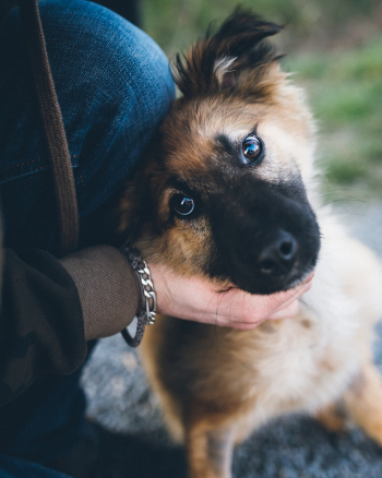 Dog Getting Pet Dog Getting Pet