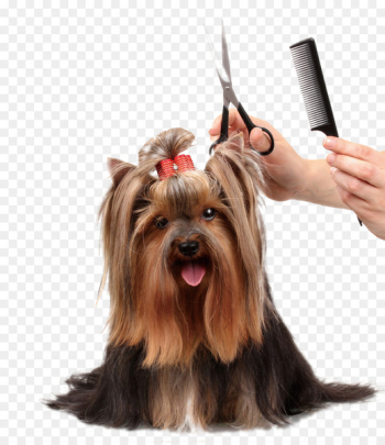 Dog grooming Cat Pet Coat - Beauty dog comb scissors Dog grooming Cat Pet Coat - Beauty dog comb scissors