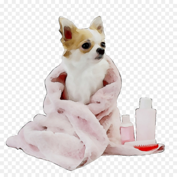 Dog grooming Poodle Chihuahua Pet Dog groomer - Dog grooming Poodle Chihuahua Pet Dog groomer -