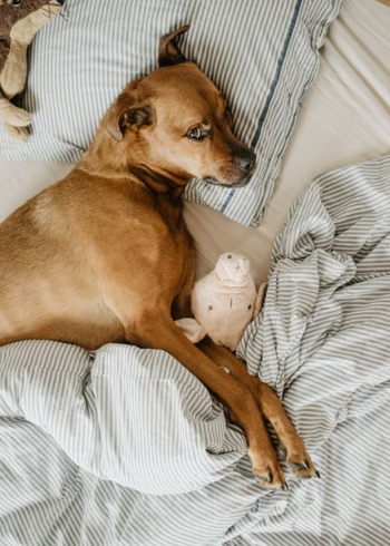 dog lying on bed dog lying on bed