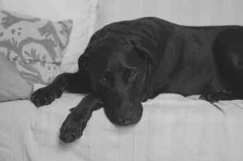 dog lying on couch dog lying on couch