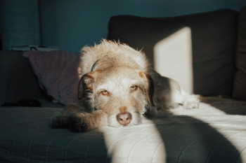 Dog Lying On Couch Dog Lying On Couch