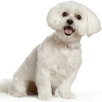Dog,Mammal,Vertebrate,Canidae,Dog breed,Maltese,White,Puppy,Bichon ...