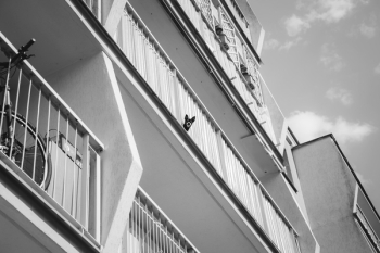 Dog on a balcony Dog on a balcony