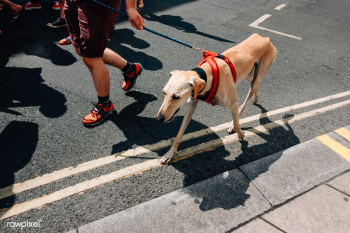 Dog on a leash out for a walk | Free stock photo - 539182 Dog on a leash out for a walk | Free stock photo - 539182