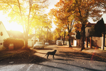 Dog on Concrete Road Dog on Concrete Road