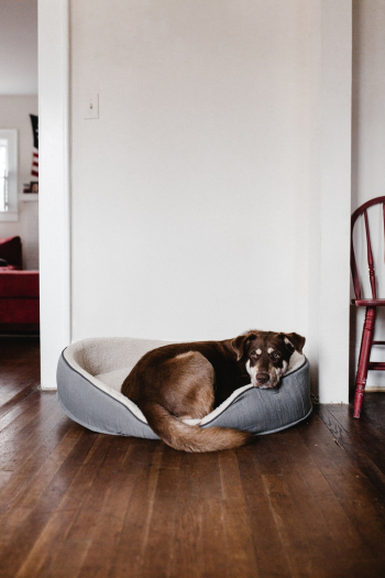 Dog On Pet Bed Dog On Pet Bed