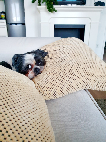Dog on Sofa Dog on Sofa
