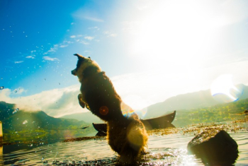 Dog Playing in Body of Water Dog Playing in Body of Water