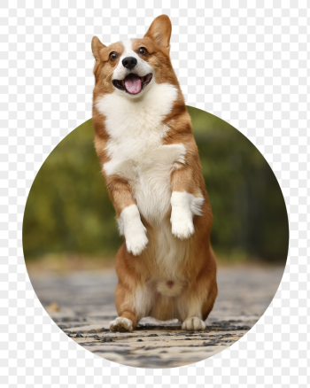 Dog png badge sticker, Welsh | Free PNG - rawpixel Dog png badge sticker, Welsh | Free PNG - rawpixel