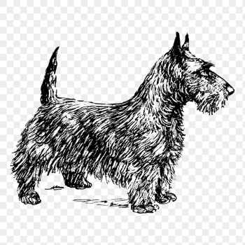 Dog png, Scottish terrier clipart, | Free PNG Illustration - rawpixel