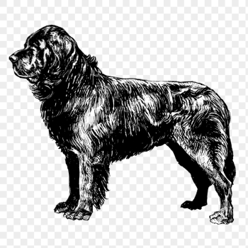 Dog png, vintage Newfoundland clipart, | Free PNG Illustration - rawpixel