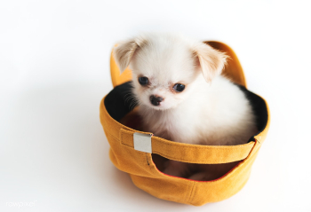 Dog puppy adorable | Free stock photo - 67900 Dog puppy adorable | Free stock photo - 67900