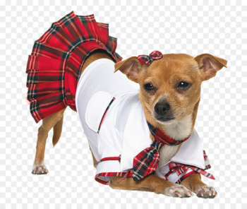 Dog Puppy Halloween costume Woman - Puppy wearing clothes Dog Puppy Halloween costume Woman - Puppy wearing clothes