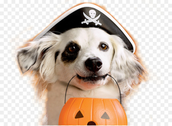 Dog Puppy Halloween Pet Costume - bone dog Dog Puppy Halloween Pet Costume - bone dog