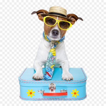 Dog Puppy Pet sitting Travel - Handsome dog Dog Puppy Pet sitting Travel - Handsome dog