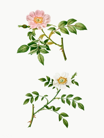 Dog rose and wild rose | Free stock vector - 569309 Dog rose and wild rose | Free stock vector - 569309