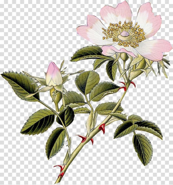 Dog-rose Rosa carolina Rosa rubiginosa Field rose Rose hip, white roses transparent background PNG clipart