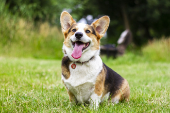 Dog Sits on Green Grass Dog Sits on Green Grass