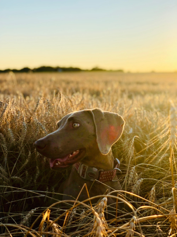Dog Sitting in Wheat Field Dog Sitting in Wheat Field