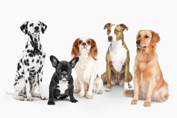 Dog sitting sticker set psd | Free PSD - rawpixel Dog sitting sticker set psd | Free PSD - rawpixel
