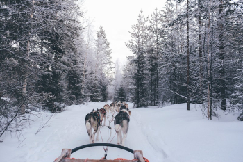 Dog sled pulled by dogs | Free Photo - rawpixel Dog sled pulled by dogs | Free Photo - rawpixel