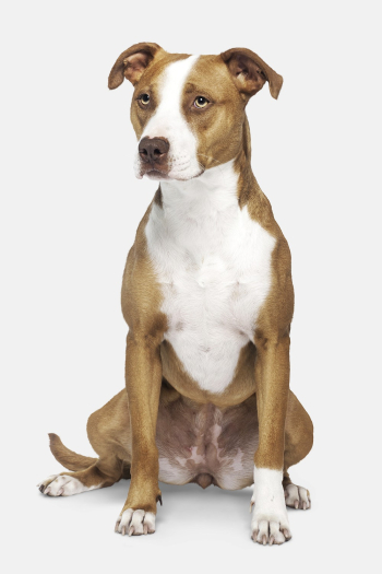 Dog sticker, American Pit Bull | Free PSD - rawpixel Dog sticker, American Pit Bull | Free PSD - rawpixel