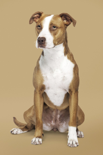 Dog sticker, American Pit Bull | Free PSD - rawpixel Dog sticker, American Pit Bull | Free PSD - rawpixel