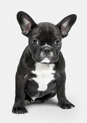 Dog sticker, cute French bulldog, | Free PSD - rawpixel Dog sticker, cute French bulldog, | Free PSD - rawpixel