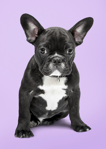 Dog sticker, cute French bulldog, | Free PSD - rawpixel Dog sticker, cute French bulldog, | Free PSD - rawpixel