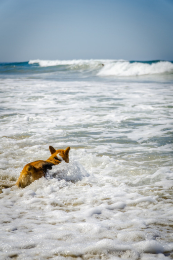 Dog Swimming at the Sea Dog Swimming at the Sea