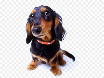 Dog training Shock collar Dog collar - Pet dog,pet Dog training Shock collar Dog collar - Pet dog,pet