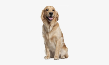 Dog Transparent Golden - Golden Retriever Training Guide Golden ...