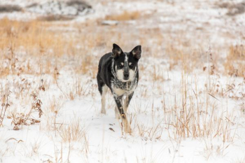 dog walking at snow covered dog walking at snow covered