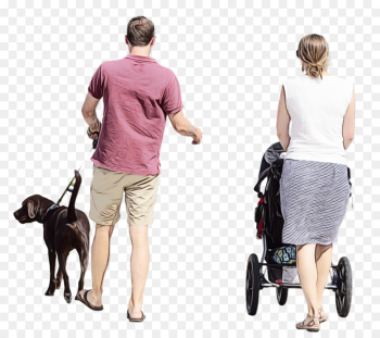 Dog Walking, Dog Breed, Labrador Retriever, Walking PNG Dog Walking, Dog Breed, Labrador Retriever, Walking PNG