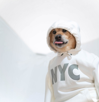 Dog Wearing A Hoodie Dog Wearing A Hoodie